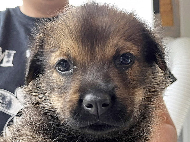 chinook puppy